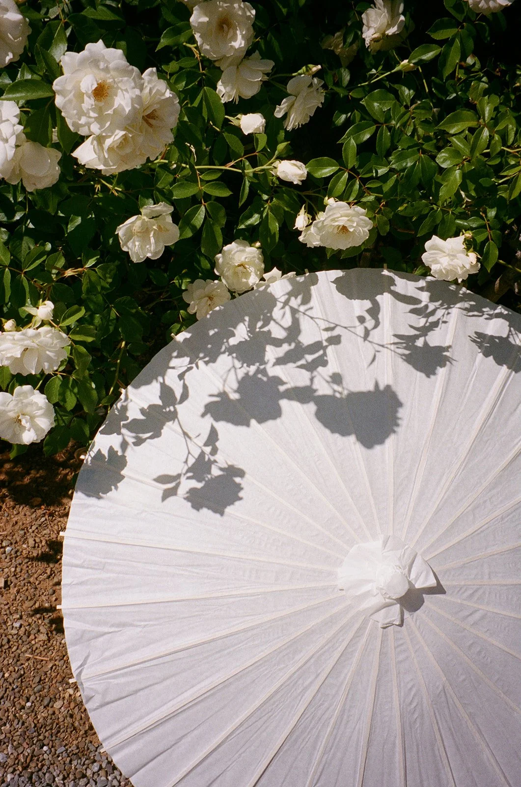 film photo of a summer day with white roses and parasol at wedding in Healdsburg California by Laura Powers Photo