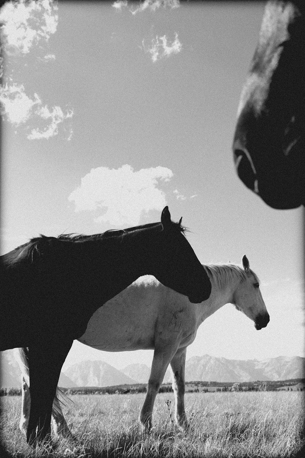 Two horses standing in a grassy field with mountains in the background and clouds in the sky, captured in black and white.