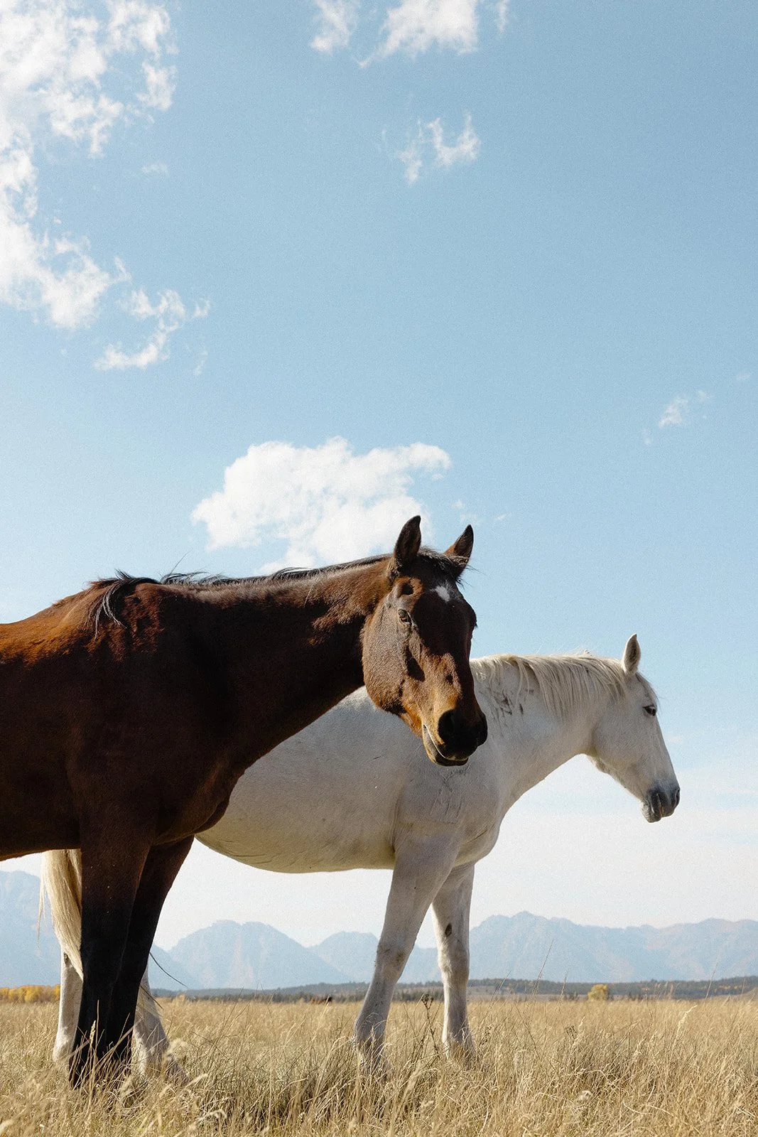 Two horses, one brown and one white, standing in a grassy field with mountains in the background under a partly cloudy sky.