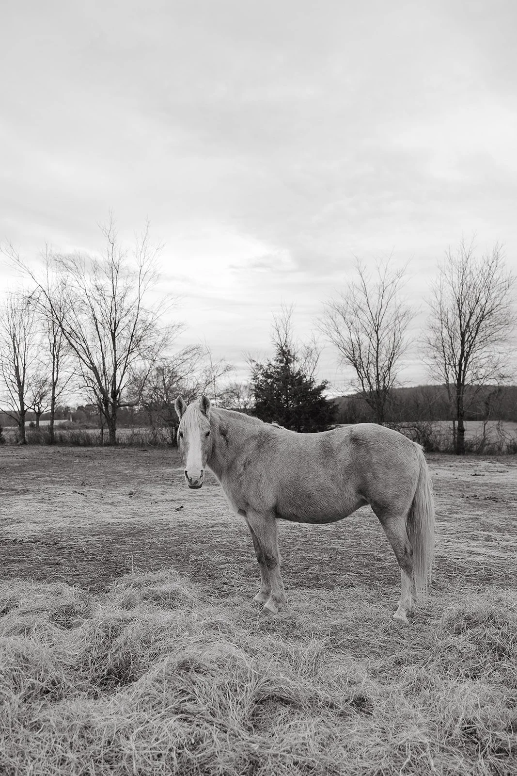 A horse standing in a field with dry grass and bare trees in the background, under a cloudy sky.