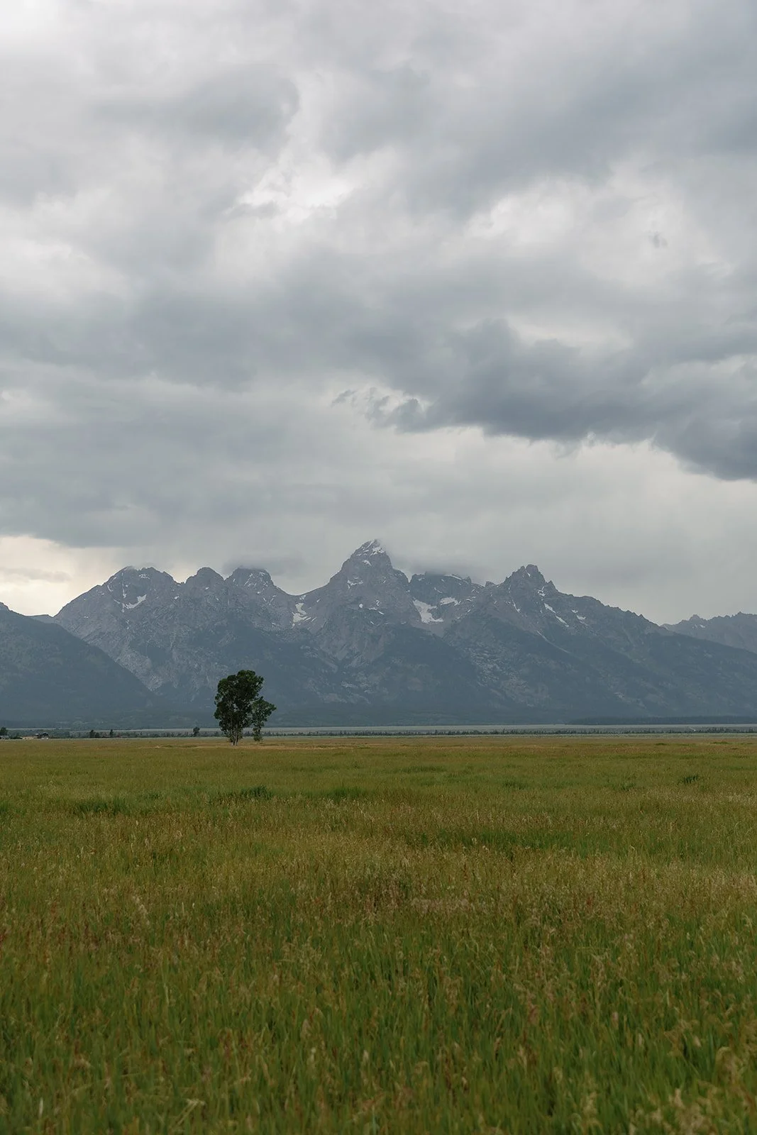 A lone tree in a vast grassy field with mountains in the background under a cloudy sky.