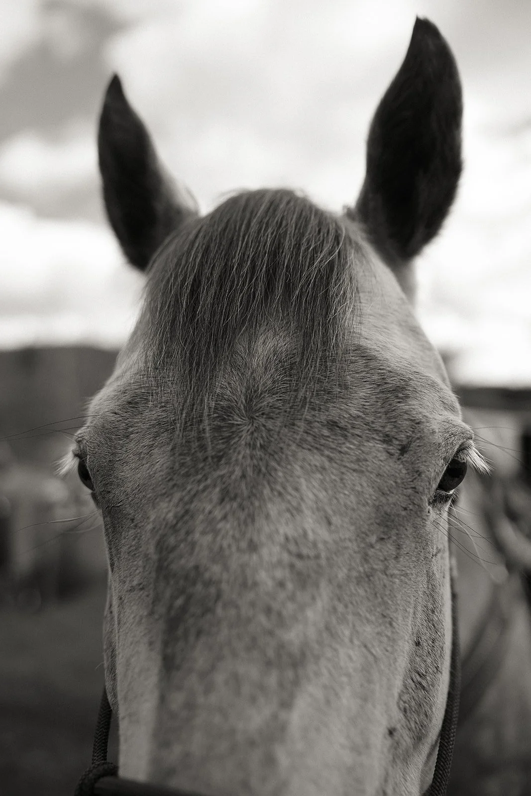 Close-up of a horse's face in black and white, focusing on its eyes and ears.