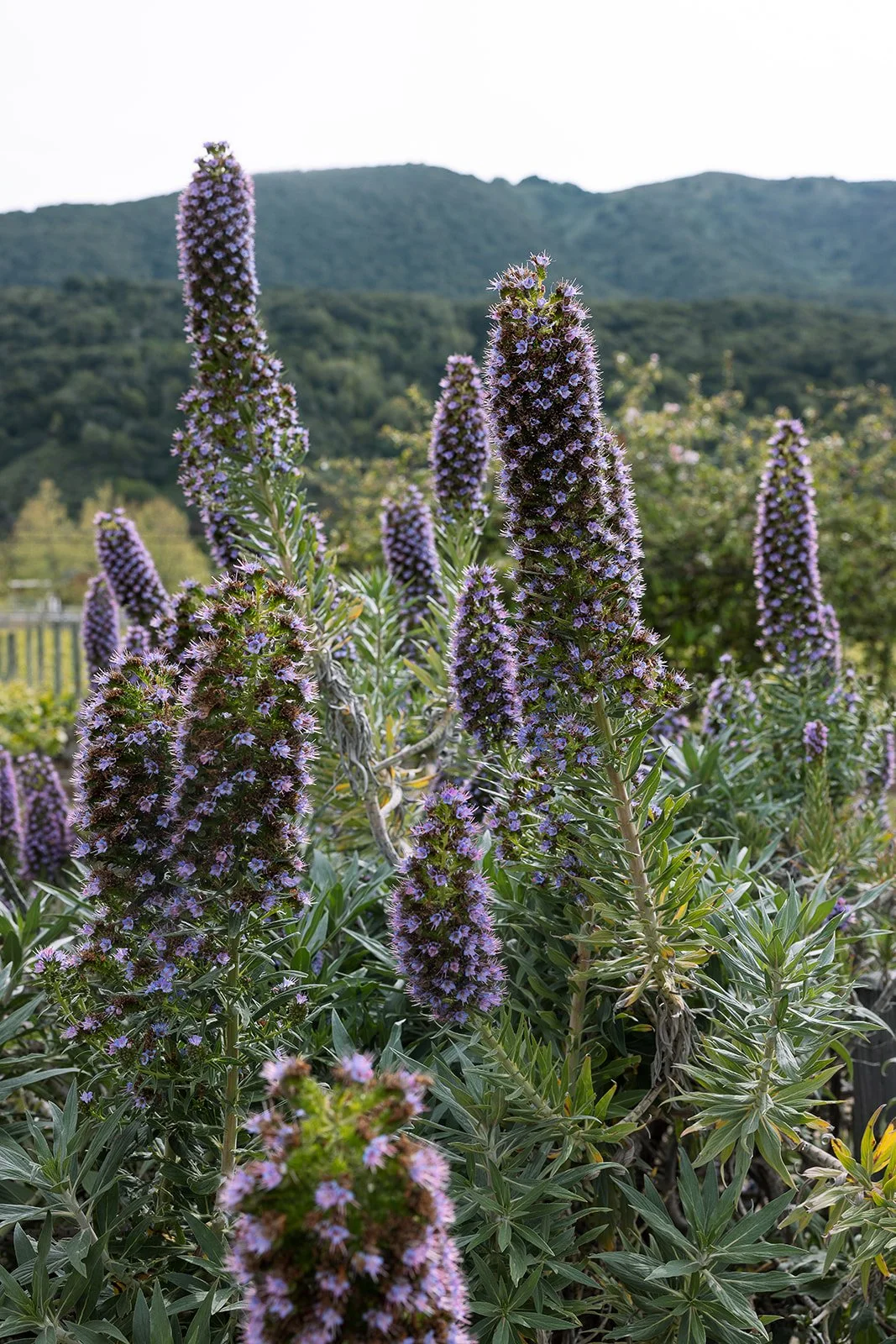 Purple flowering plants with greenery in the foreground and a mountain in the background.