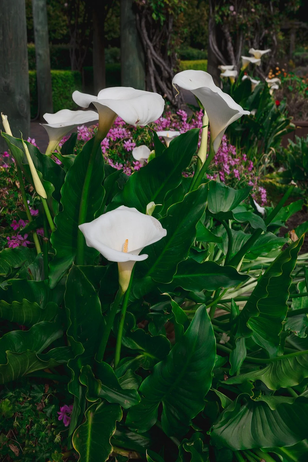 White calla lilies surrounded by green leaves and purple flowers in a garden setting.