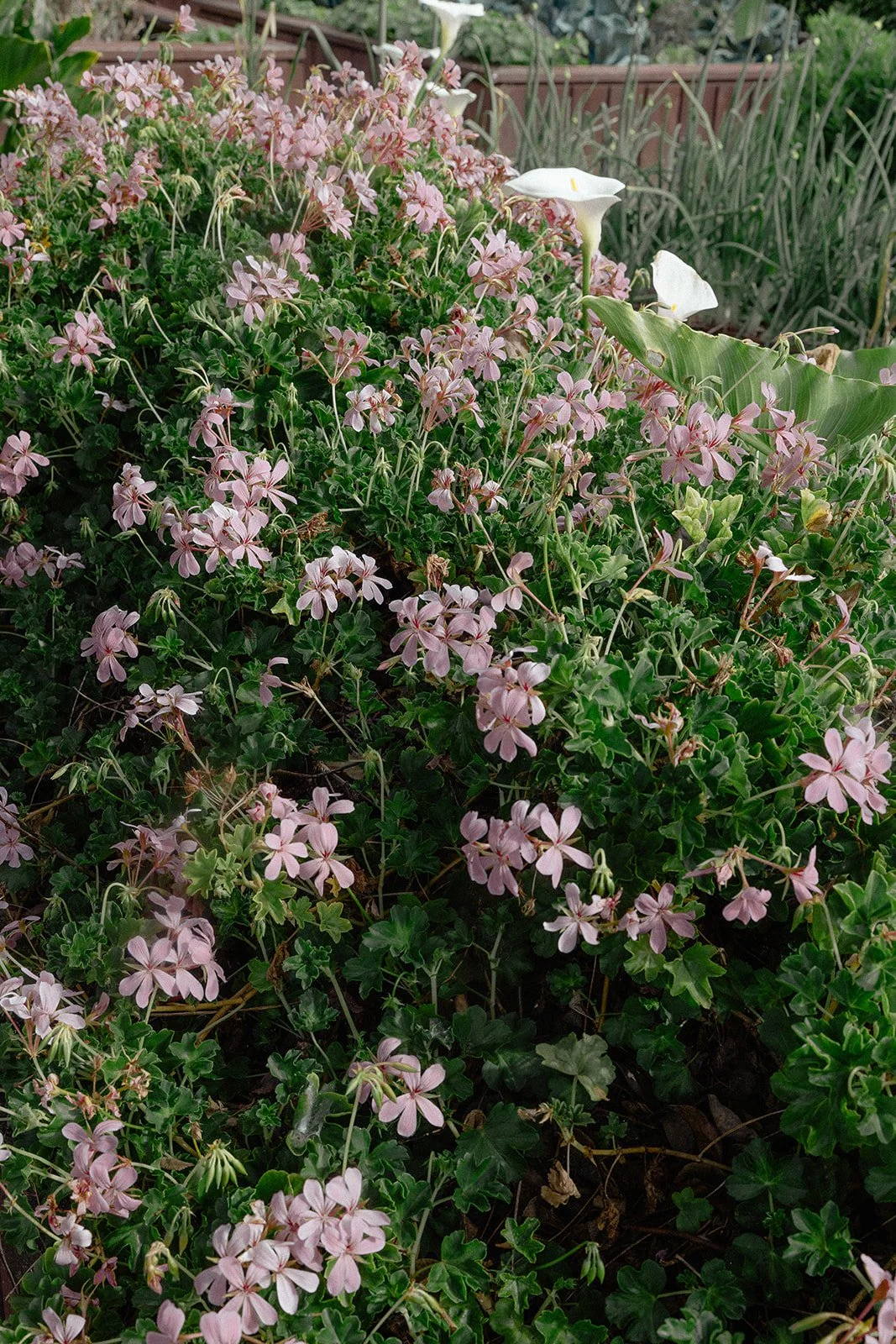 Bush with small light pink flowers and green leaves, with some white flowers in the background.